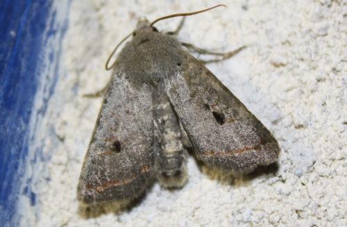Réf. 240 654 : Agrochola lota
